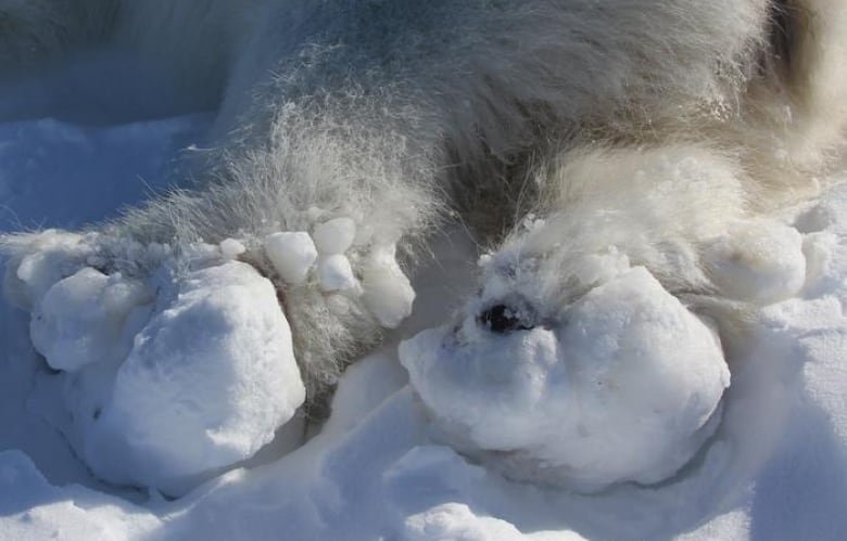 A close-up photo showing the two rear paws of a sedated polar bear. The paws appear to be covered in chunks of opaque white ice.