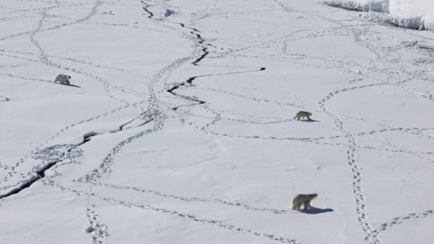 As the Arctic warms, polar bears are being injured by painful ice buildup on their paws, study says