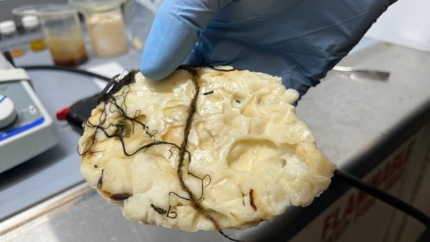 Mystery of blobs washing up on Newfoundland’s beaches solved, as scientists pinpoint chemical