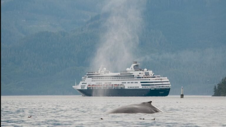 Busier waterways create dangerous conditions for whales