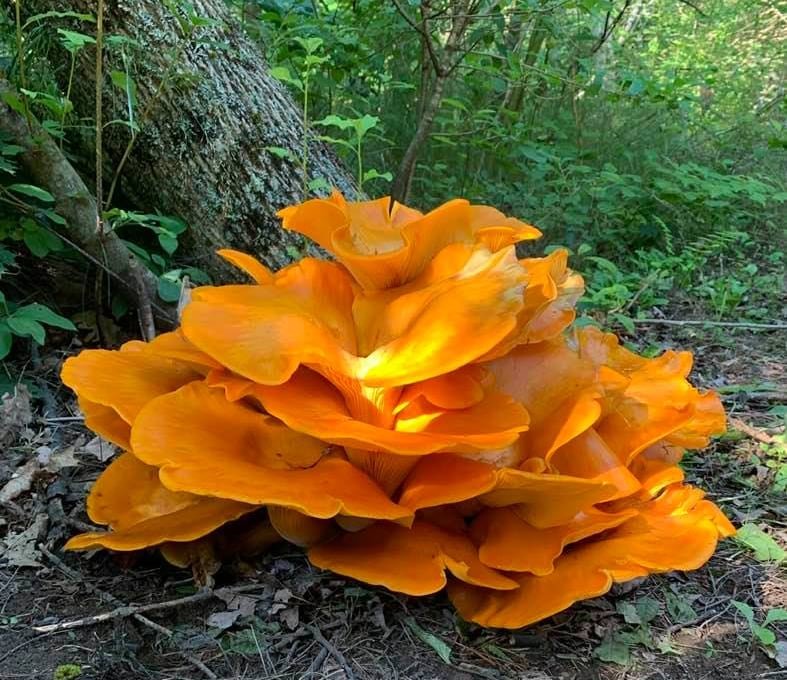 default-369 Orange flower-like structure that is actually mushrooms