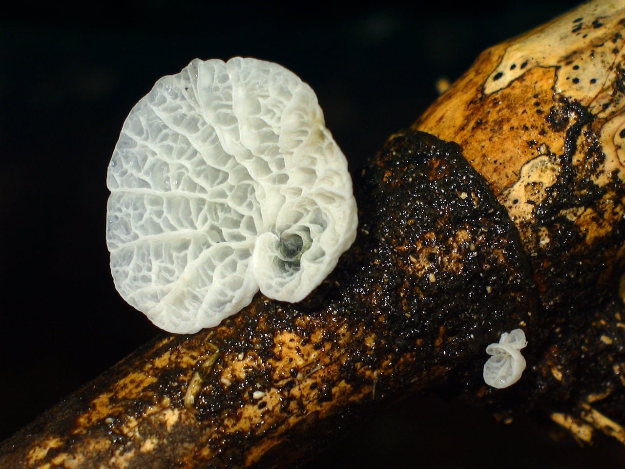 default-370 White lacy mushroom on a branch