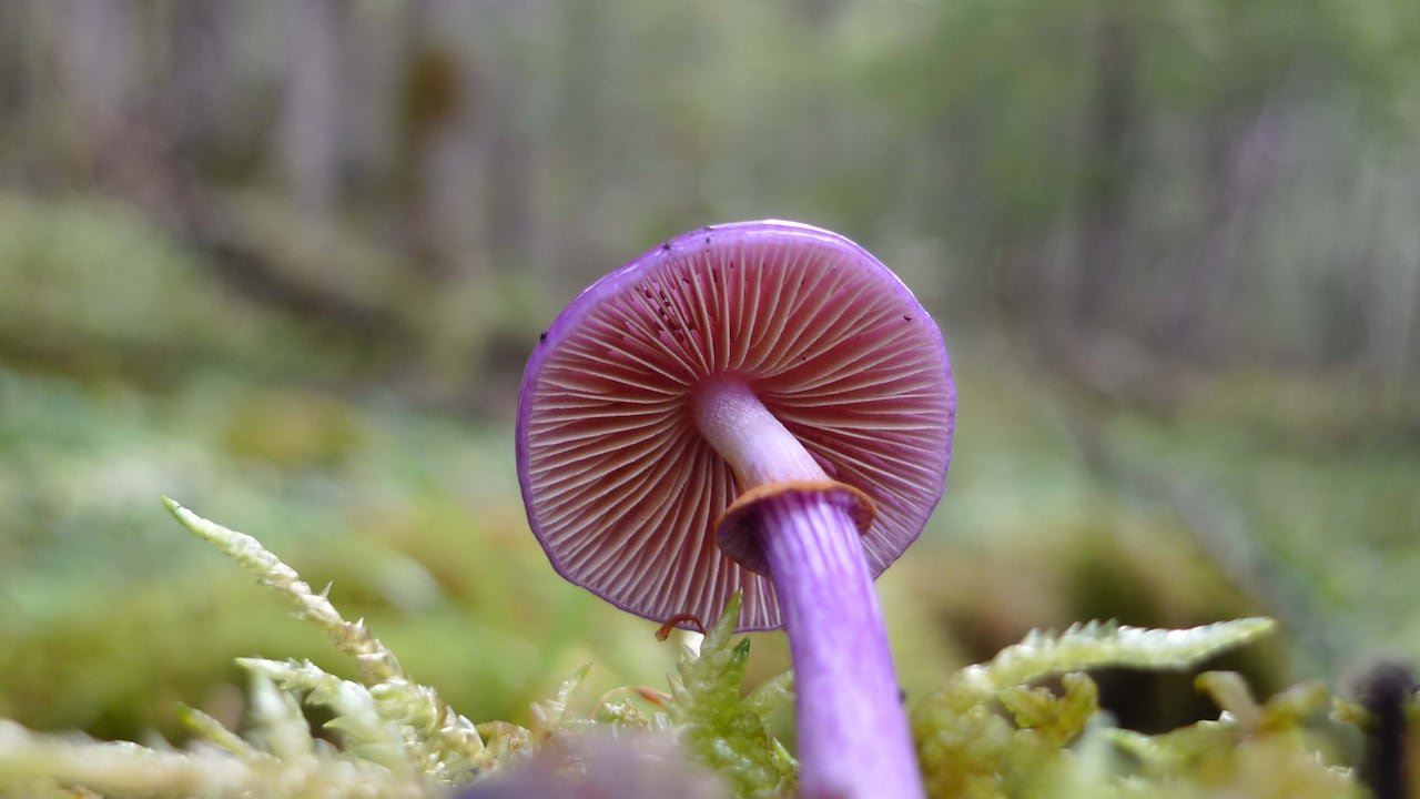 default-371 Purple mushroom